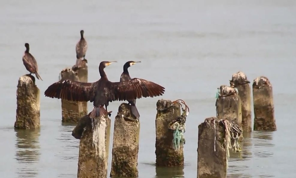 فیلمی از آخرین روزهای اقامت پرندگان مهاجر در بندر انزلی
