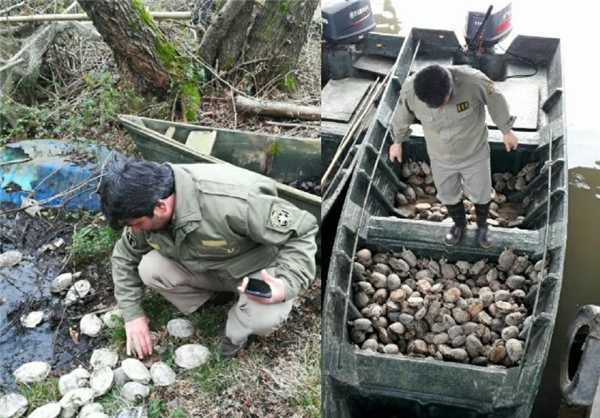 باور کنید سمندر و لاک‌پشت برای هفت‌سین مناسب نیست