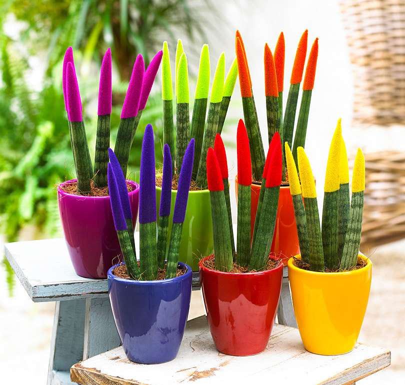 طیفی از رنگ با سانسوریاهای جذاب