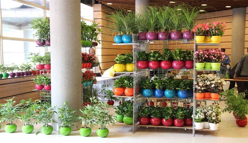 این 3 گیاه برای آپارتمان مناسب هستند