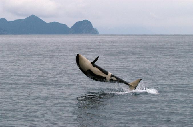 زیباترین عکس‌ها از دنیای نهنگ‌ها