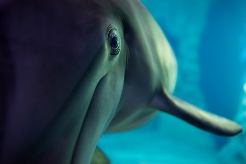 عکس‌های زیبا از دلفین‌ها