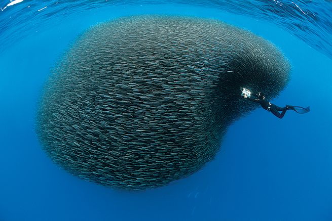 عکس‌های حیرت‌آور از غواصان