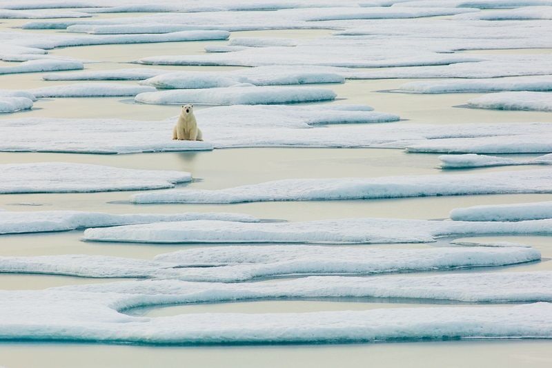 عکس‌های زیبا از خرس‌های قطبی