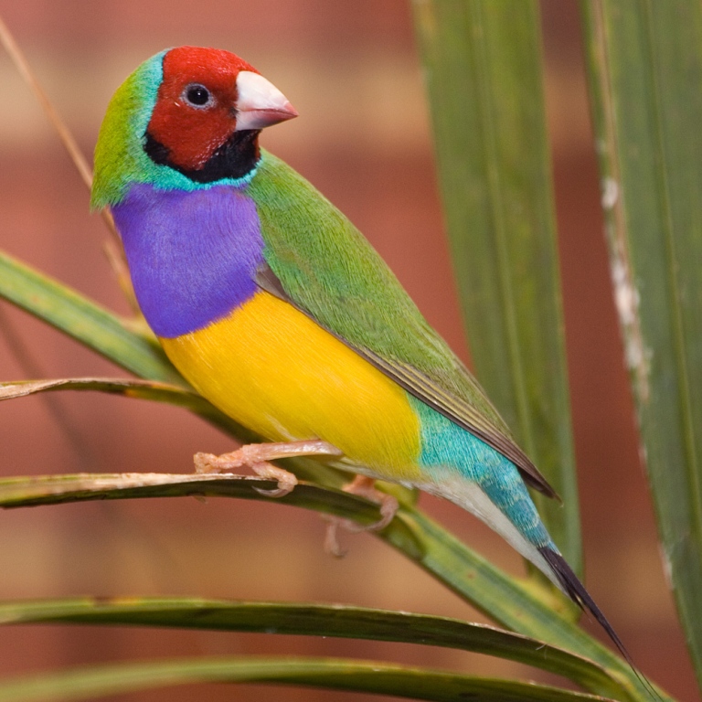 ببینید: زیباترین پرندگان جهان