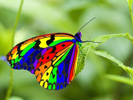ببینید: زیباترین پروانه‌های جهان