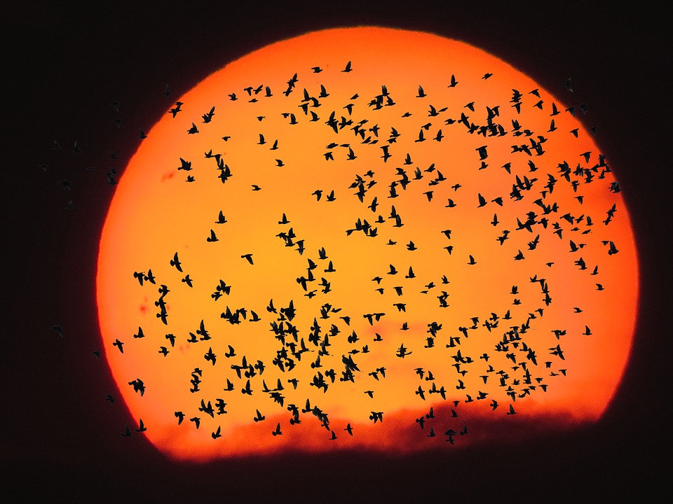تصاویر زیبا از کوچ پرندگان