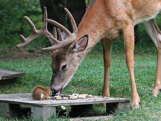 عکس‌های بی‌نظیر از حیات وحش