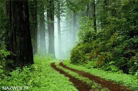 پارک جنگلی گیسوم در استان گیلان؛ حتما یک بار سفر کنید
