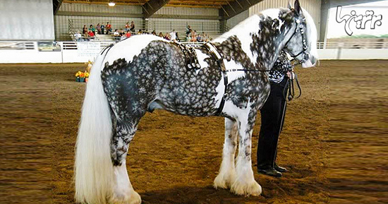 ببینید: زیباترین اسب‌های جهان