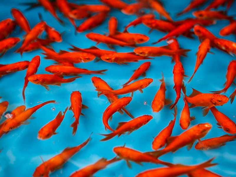 چگونه از ماهی قرمز عید نگهداری کنیم تا بیشتر عمر کند؟