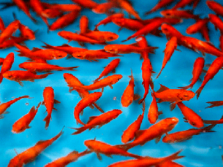 ماهی قرمز سفره هفت سین چه خطراتی برای انسان دارد؟
