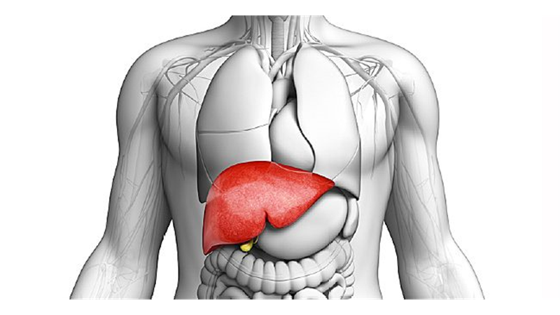 روش‌های طبیعی و سنتی برای سم‌زدایی از کبد