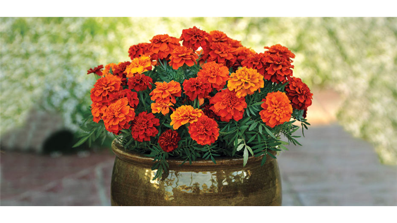 معرفی بهترین گل‌های تابستانی برای نگهداری در خانه