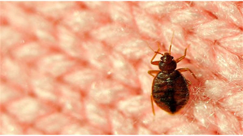 با کمی دقت از ورود خونخواران به خانه خود جلوگیری کنید