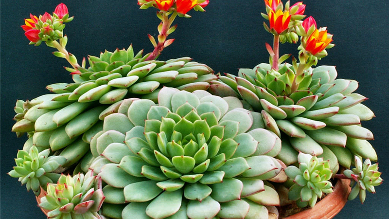 آشنایی با طرز نگهداری گیاه ساکولنت گوشتی یا گل ساق عروس در آپارتمان
