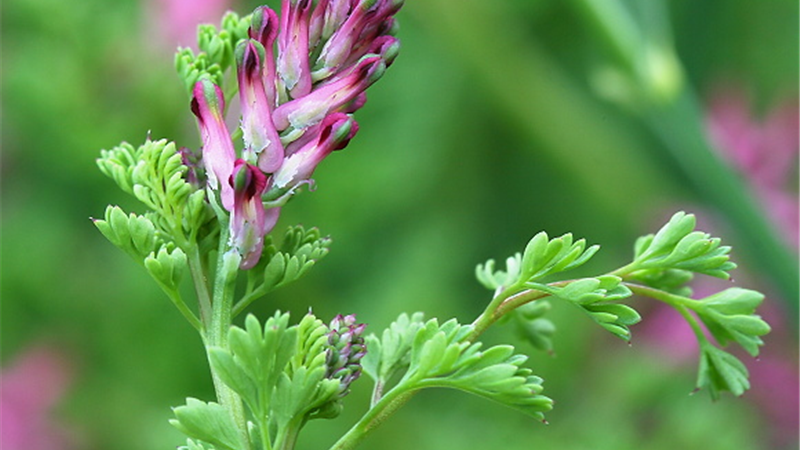 عرق شاتره چه خاصیت‌هایی دارد + نحوه مصرف