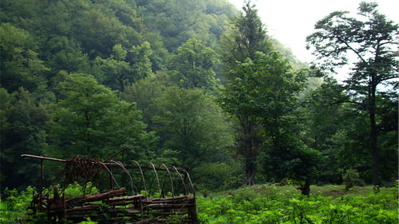 جنگل سی سنگان نوشهر؛ چگونه برویم و چه امکانات تفریحی دارد