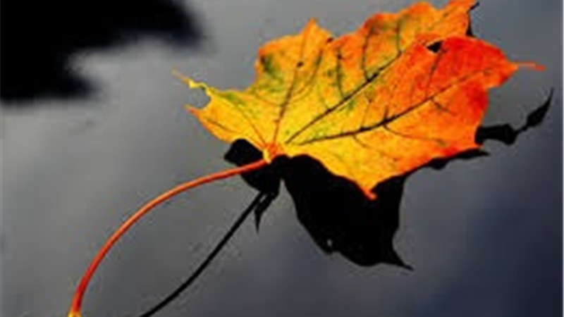 عاقبت زنی که صیغه مرد متاهل شد