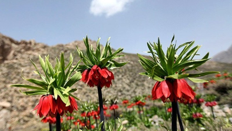 چرا و چگونه به شهرستان کوهرنگ و دشت لاله‌های واژگون سفر کنیم + مکان‌های دیدنی