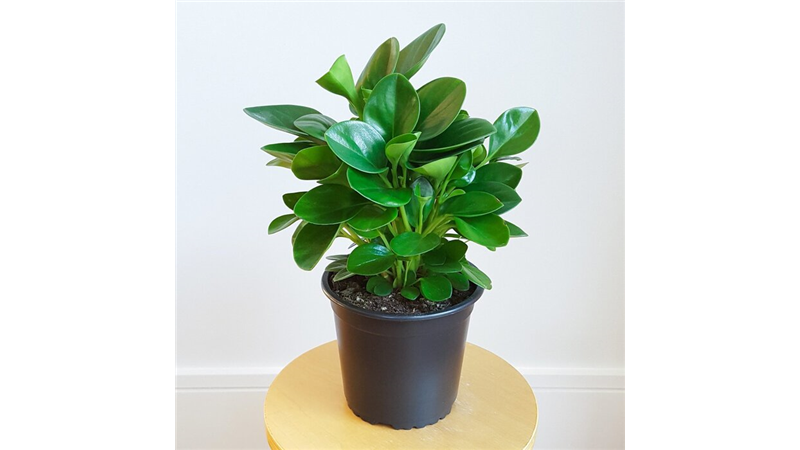 مناسب‌ترین گل و گیاه‌ها برای نگهداری در آپارتمان کدام‌ها هستند