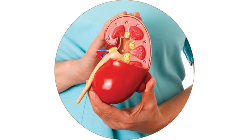 با نشانه‌های بیماری کلیوی آشنا شوید