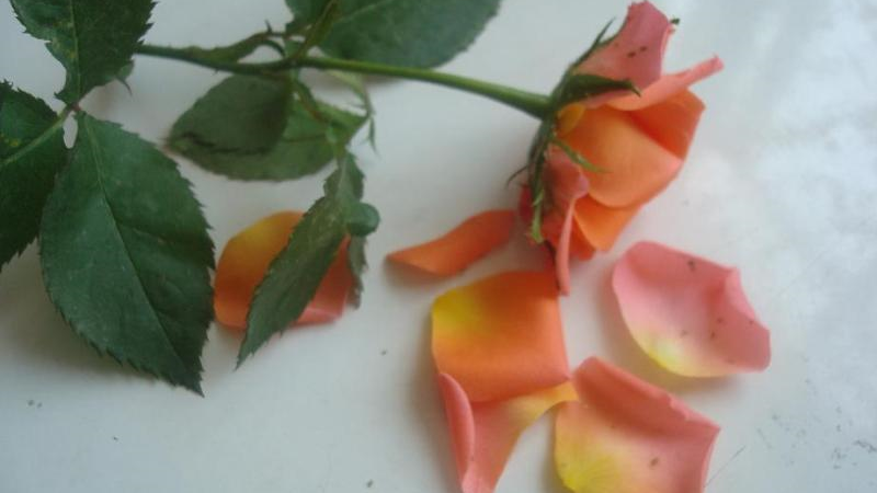 شوهرم با زن مطلقه به من خیانت کرد