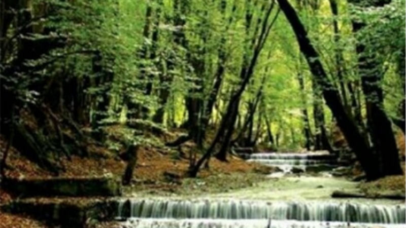 جنگل چهل چای کجا است و چگونه برویم