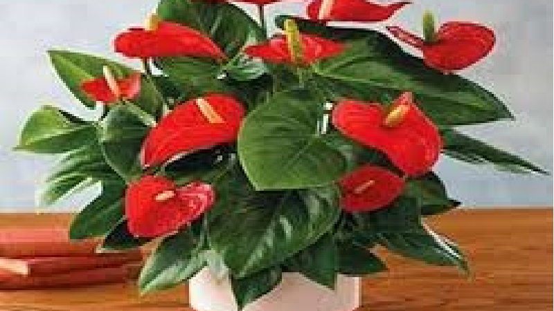 معرفی بهترین گیاهان آپارتمانی