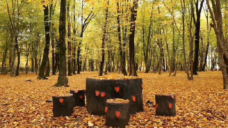 جنگل ناهارخوران یکی از بهترین مقصدها برای سفر پاییزی + راهنمای کامل سفر