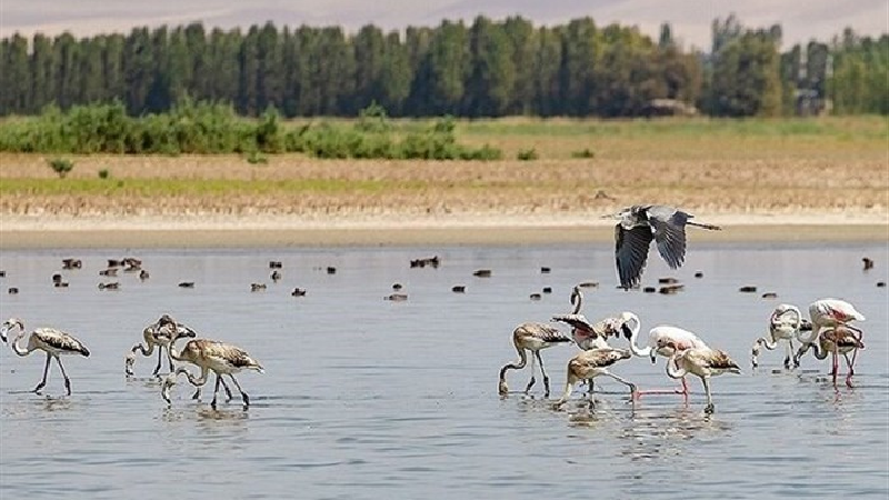 تالاب آق گل کجا است و چه ویژگی‌هایی دارد