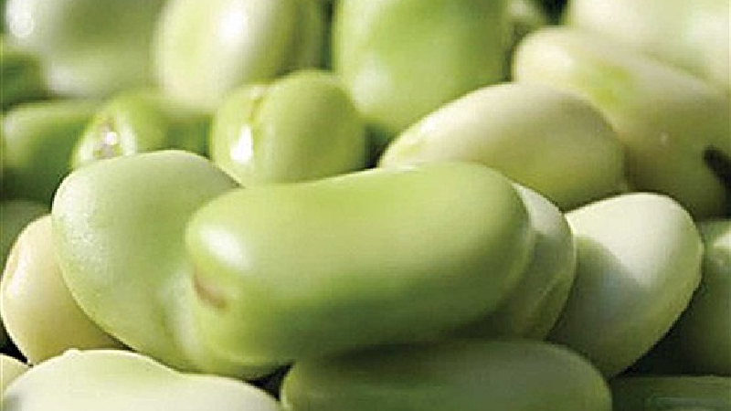 خواص باقلا سبز؛ از گوارش تا پوست و عضلات