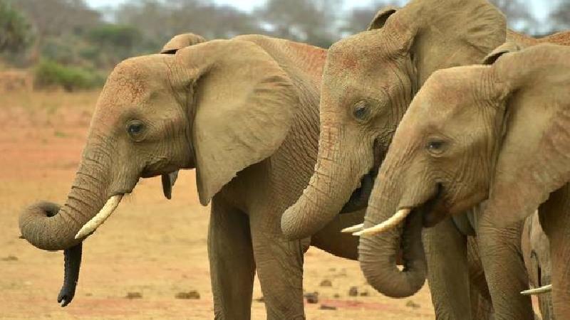 حکایت ضرب المثل فیلش یاد هندوستان چیست