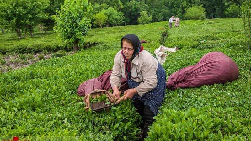 روز جهانی چای؛ فرصتی برای گفت‌وگو درباره یک صنعت بزرگ