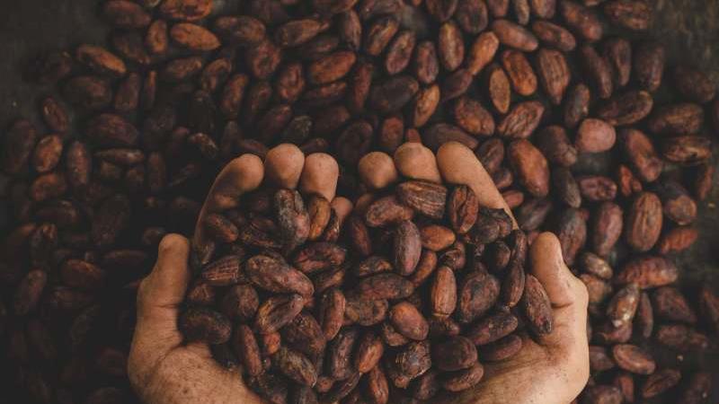 با فایده‌های کاکائو آشنا شوید، از خاصیت ضدسرطانی تا پیشگیری از سکته