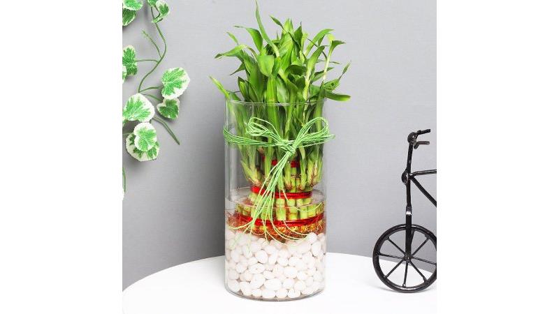 راهنمای کامل نگهداری از گیاه بامبو در آپارتمان