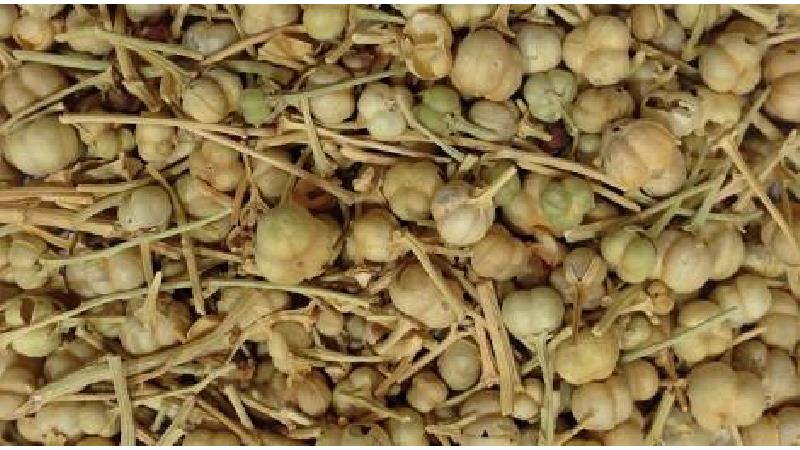 با خاصیت‌های اسپند آشنا شوید