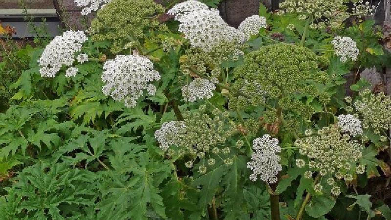 با ضررها و خواص گلپر آشنا شوید