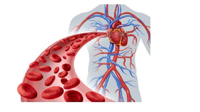 این غذا‌ها برای جبران کم‌خونی مفید هستند