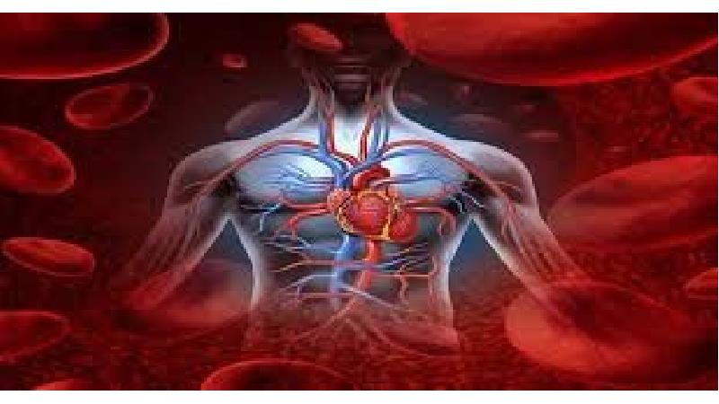 بهترین گیاهان برای تصفیه خون کدام‌ها هستند