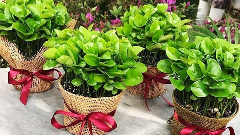 آموزش درست کردن سبزه هفت سین عید با هسته میوه‌ها