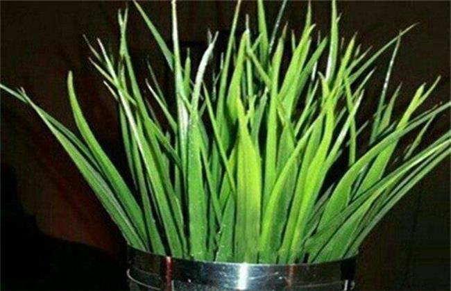 آموزش کاشت سبزه عید با هسته خرما در خانه