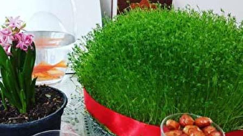 چگونه خودمان در خانه سبزه عدس برای سفره هفت سین عید درست کنیم