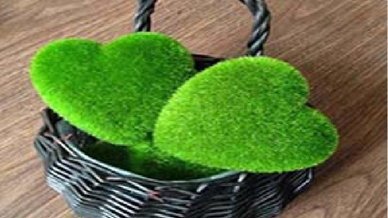 آموزش درست کردن سبزه خاکشیر و سبزه گندم