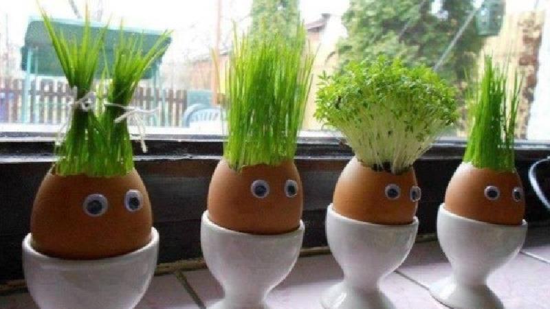 آموزش درست کردن و کاشت سبزه کوزه‌ای، ژله‌ای و درختی