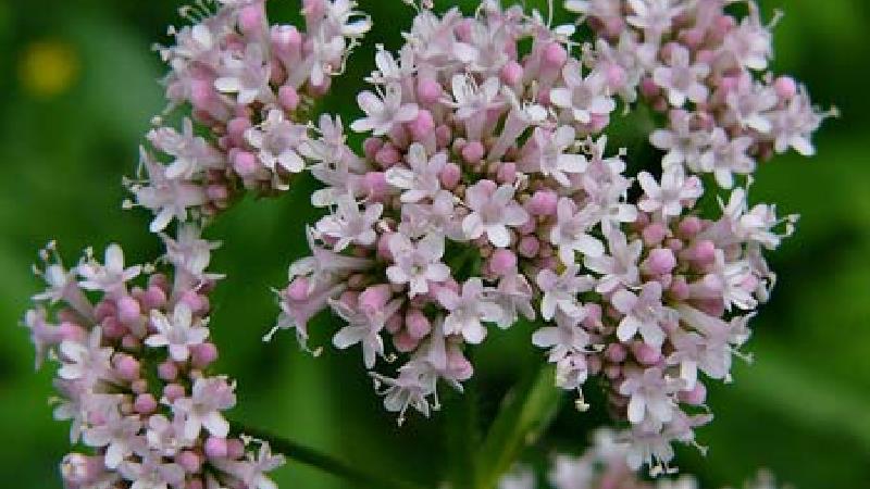 آشنایی با همه خاصیت‌های سنبل الطیب