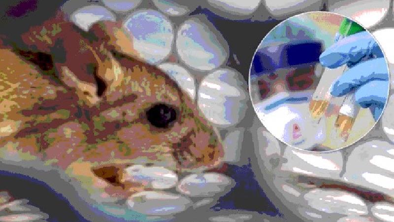 هانتا ویروس؛ بیماری جدید چینی چیست و چگونه به انسان منتقل می‌شود