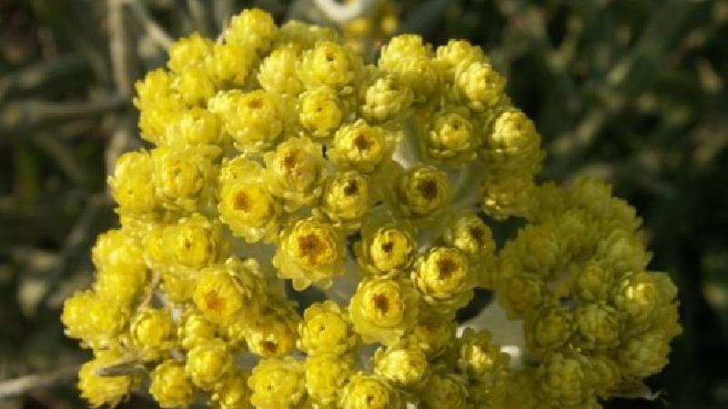 گیاه خاراگوش چیست و چه خاصیت‌هایی دارد