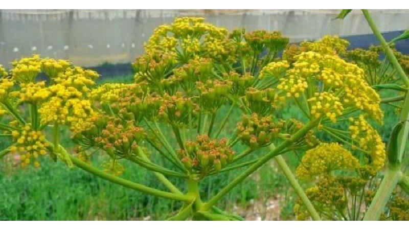 کاربردها و خاصیت‌های گیاه آنغوزه چیست