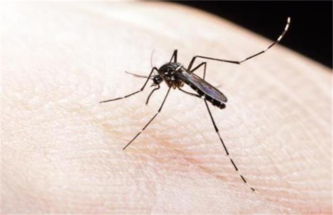 آیا کرونا از طریق نیش پشه منتقل می‌شود؟